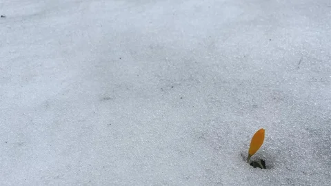 Kütahya'da Karda Açan Çiğdemler