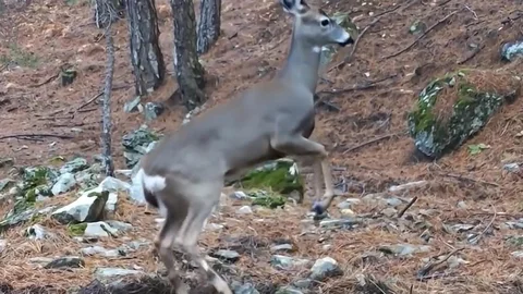 Uludağ'da Sevimli Karaca Görüntüleri