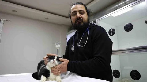 Sivas'ta Yaralı Kedilere Gönüllü Tedavi