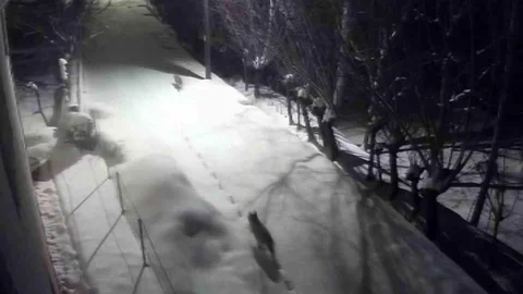 Gürün'de Kurtlar Şehir Merkezine İndi