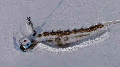 Van'da Besiciler Zorlu Koşullarda Çalışıyor