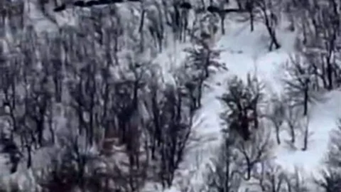 Elazığ'da Domuz Sürüsü Görüntülendi