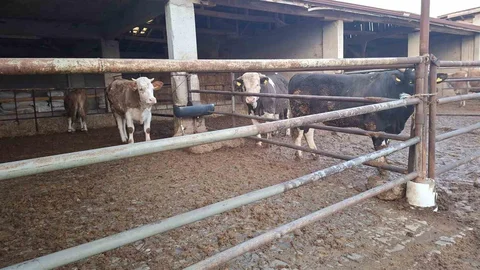 Hisarcık'ta Şap Karantinası Sona Erdi