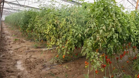 Aksu'da Sel ve Dolu Zararı