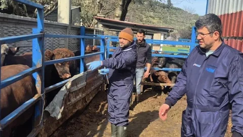 Menteşe'de İthal Hayvan Kontrolü