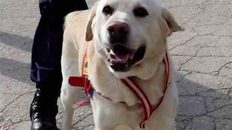 Bolu'da Jandarma Köpeği Emekli Oldu