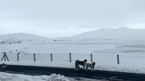 Ağrı'da Başboş Sokak Köpekleri Tehdit Oluşturuyor