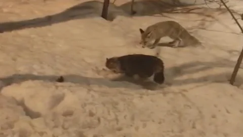 Hakkari'de Tilki ve Kedi Yan Yana Beslendi