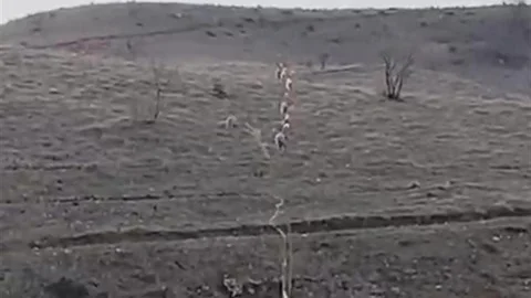 Batman'da Dağ Keçileri Görüntülendi