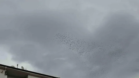 Düzce'de Binlerce Kuş Gökyüzünde Dans Etti