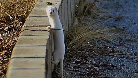Tatvan'da Nadir Beyaz Gelincik Görüntülendi