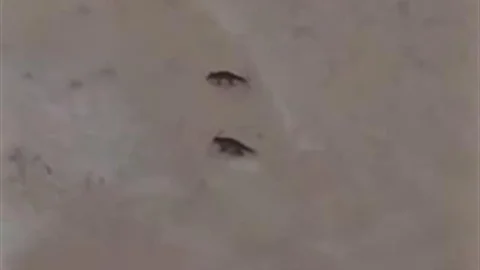 Sivas'ta Yabani Hayvanlar Artış Gösteriyor