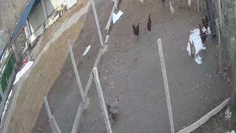 Elazığ'da Tilki Tavuk Çaldı