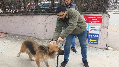 Samsun'da Başıboş Köpekler Barınağa Taşındı