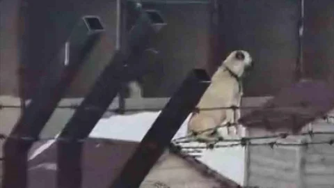 Erzincan'daki Deprem Öncesi Kangal Tepkisi