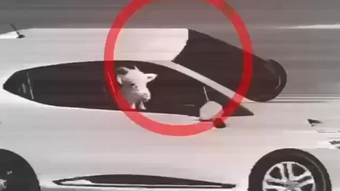Küçükbaş Hayvan Hırsızları Antalya'da Yakalandı