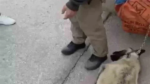 Ankara'da Köpeğin Sürüklenmesi Olayı