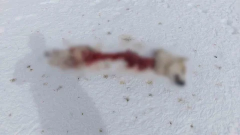 Başkale'de Kurtlar Sokak Köpeğini Parçaladı