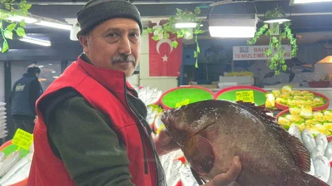 Sivas'ta Dev Orfoz Balığı Gösterildi