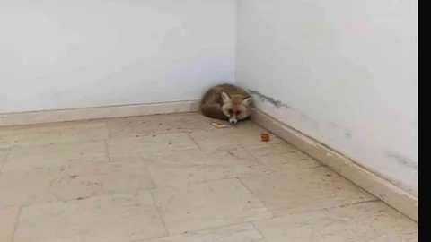 Palu'daki Okulda Tilki Görüntülendi