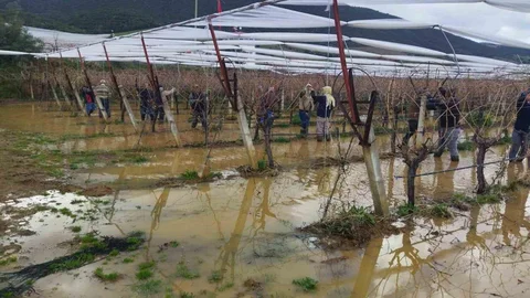 Göle Dönmüş Bağlarda Zorlu Budama İşlemleri