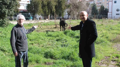 Aydın'da Terk Edilen Katırlar