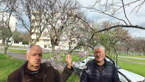 Balıkesir'de Badem Ağaçları Çiçek Açtı