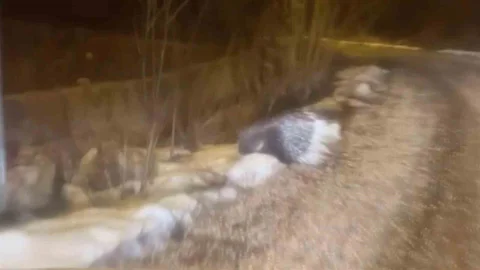 Sivas’ta Oklu Kirpi Görüntülendi