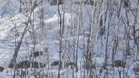 Tunceli'de Domuz Sürüsü Görüntülendi