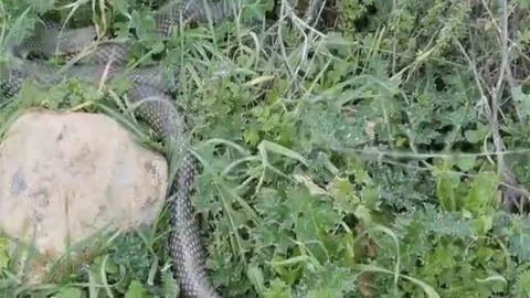 Çanakkale'de Yılan Görüntülendi