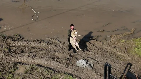 Meriç Nehri Taştı, Hayvanlar Tahliye Edildi