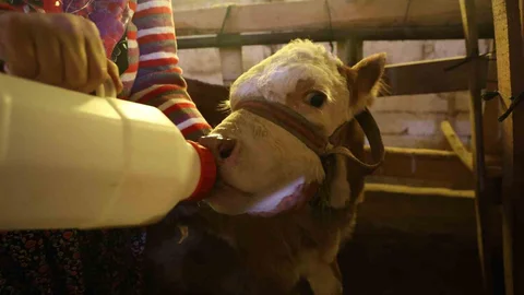 Elazığ'da Bir Buzağı Besleniyor