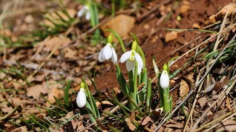 Konya'da Kardelenler Açtı