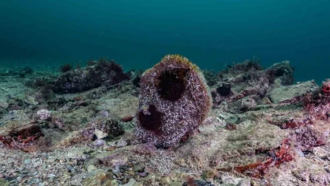 Tuzla'da Deniz Ekosistemi Umut Veriyor