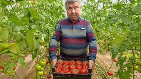 Kütahya'da Eynal Domatesi İlgi Görüyor
