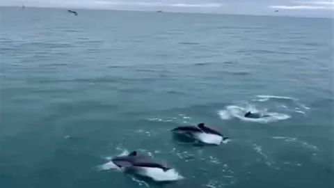 Sinop'ta Yunusların Dansı Görüntülendi