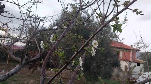 Sarıgöl'de Ağaçlar Erken Çiçek Açtı