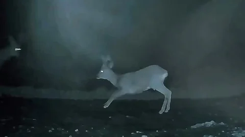 Ganos Dağı'nda Karaca Görüntüleri