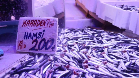 Sakarya'da Hamsi Bolluğu Yaşanıyor