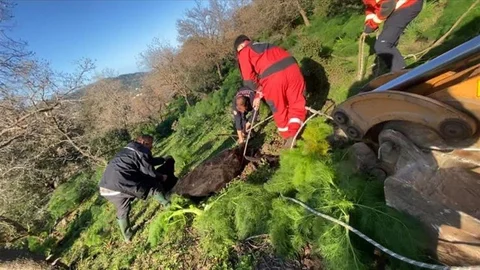 Kuyuya Düşen Buzağı Kurtarıldı