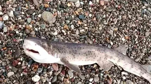 Çanakkale'de Yavru Köpek Balığı İlgisi