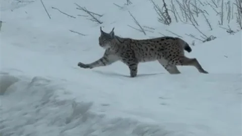 Bayburt'ta Tükenme Tehlikesi Altındaki Vaşak Görüntülendi
