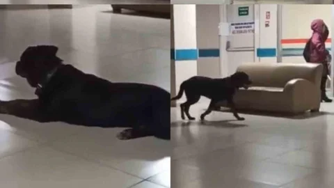 Mersin Hastanesinde Başıboş Köpek Tedirginliği