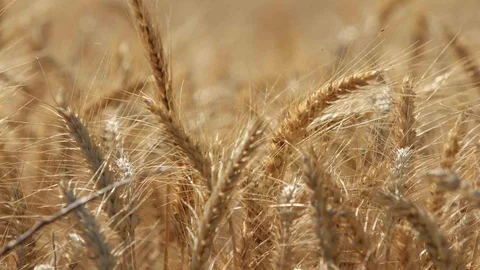 Dünya Tahıl Üretiminde Rekor Beklentisi