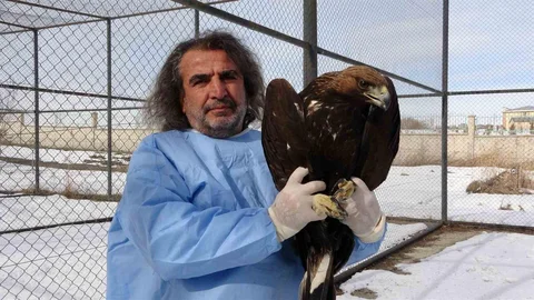 Van'da Yırtıcı Kuşlar Doğaya Dönüyor