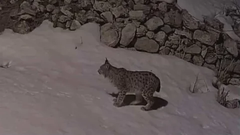 Erzincan'da Vaşak Görüntülendi