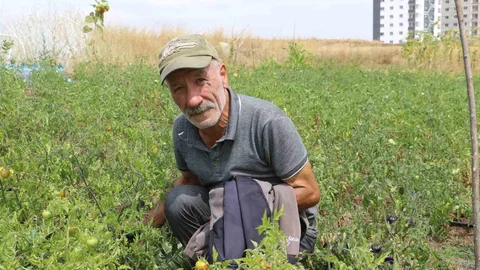 Sivas'ta Ata Tohumu Mücadelesi Devam Ediyor