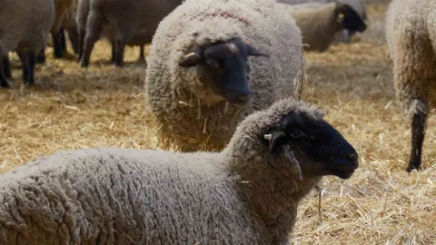 Bandırma Koyunu: Merinos'a Rakip Olacak