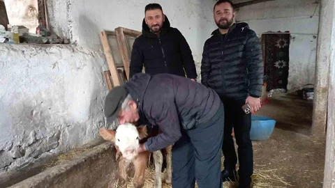 Hasta Buzağı Balkon Bakımı