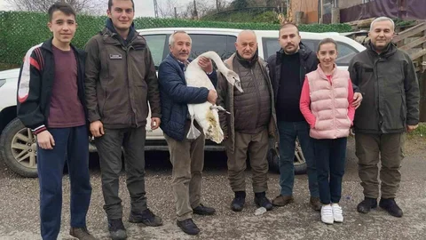 Bartın'da Yaralı Kuğu Koruma Altına Alındı